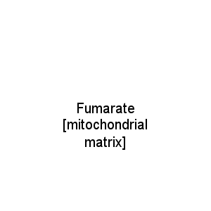 Fumarate [mitochondrial matrix]